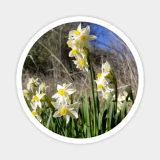 White and Yellow Daffodils Against a Blue California Spring Sky Magnet